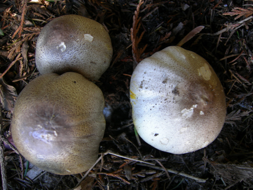 Funghi di casa2